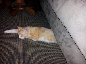 Sleeping Half Under the Couch