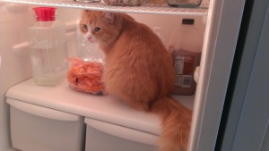 Alice willingly sits in the refrigerator