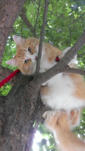 Climbing a Tree